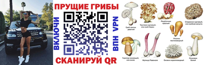 Псилоцибиновые грибы Cubensis Светлый